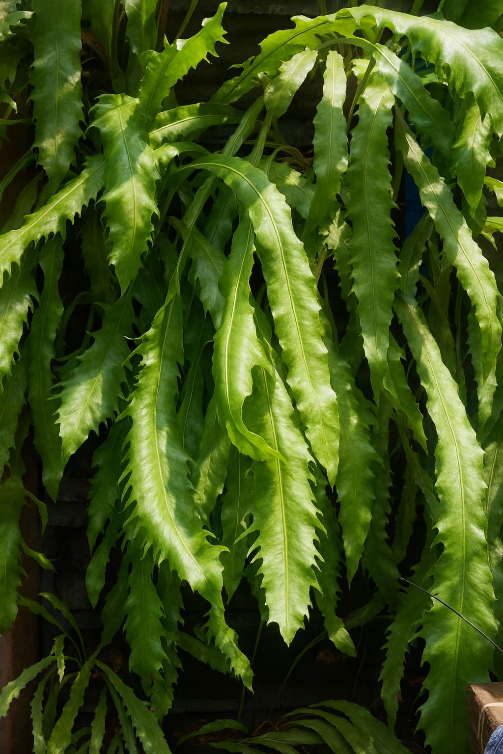 May Flowers Horticulture Installation 5