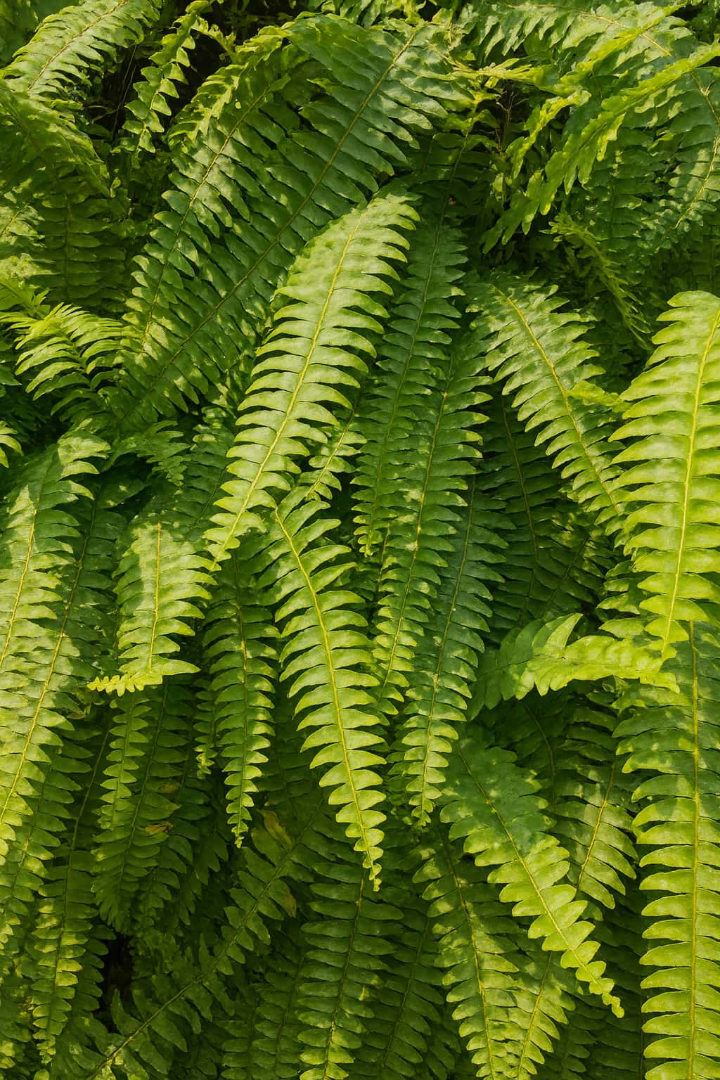 May Flowers Horticulture Installation 8