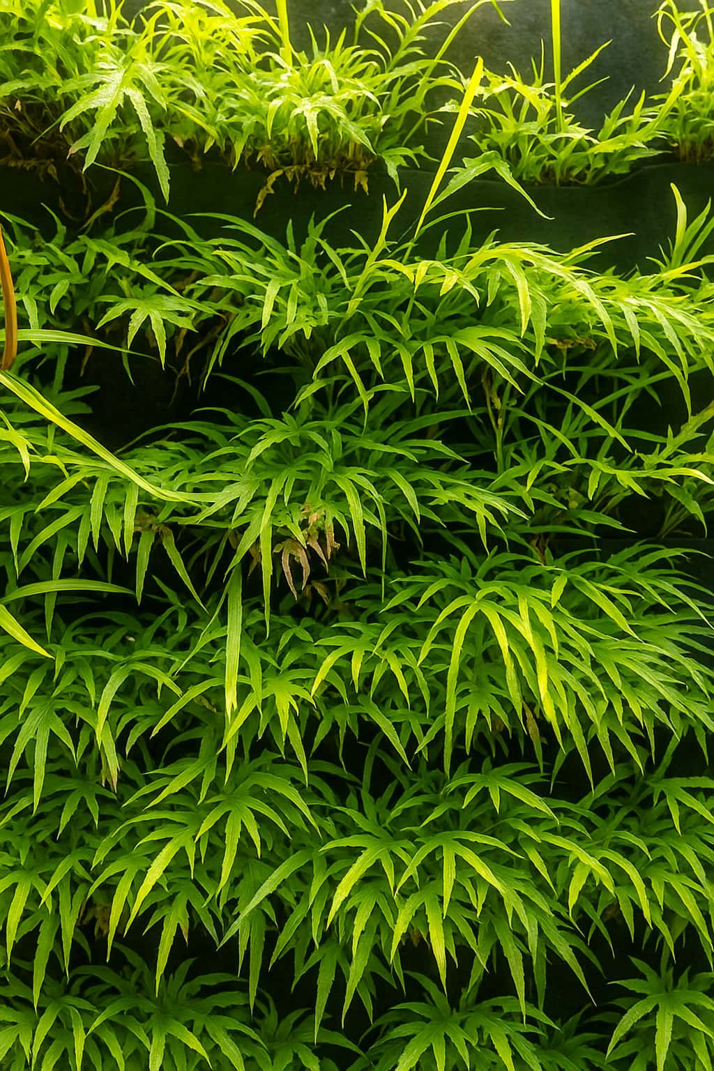 May Flowers Horticulture Installation 10