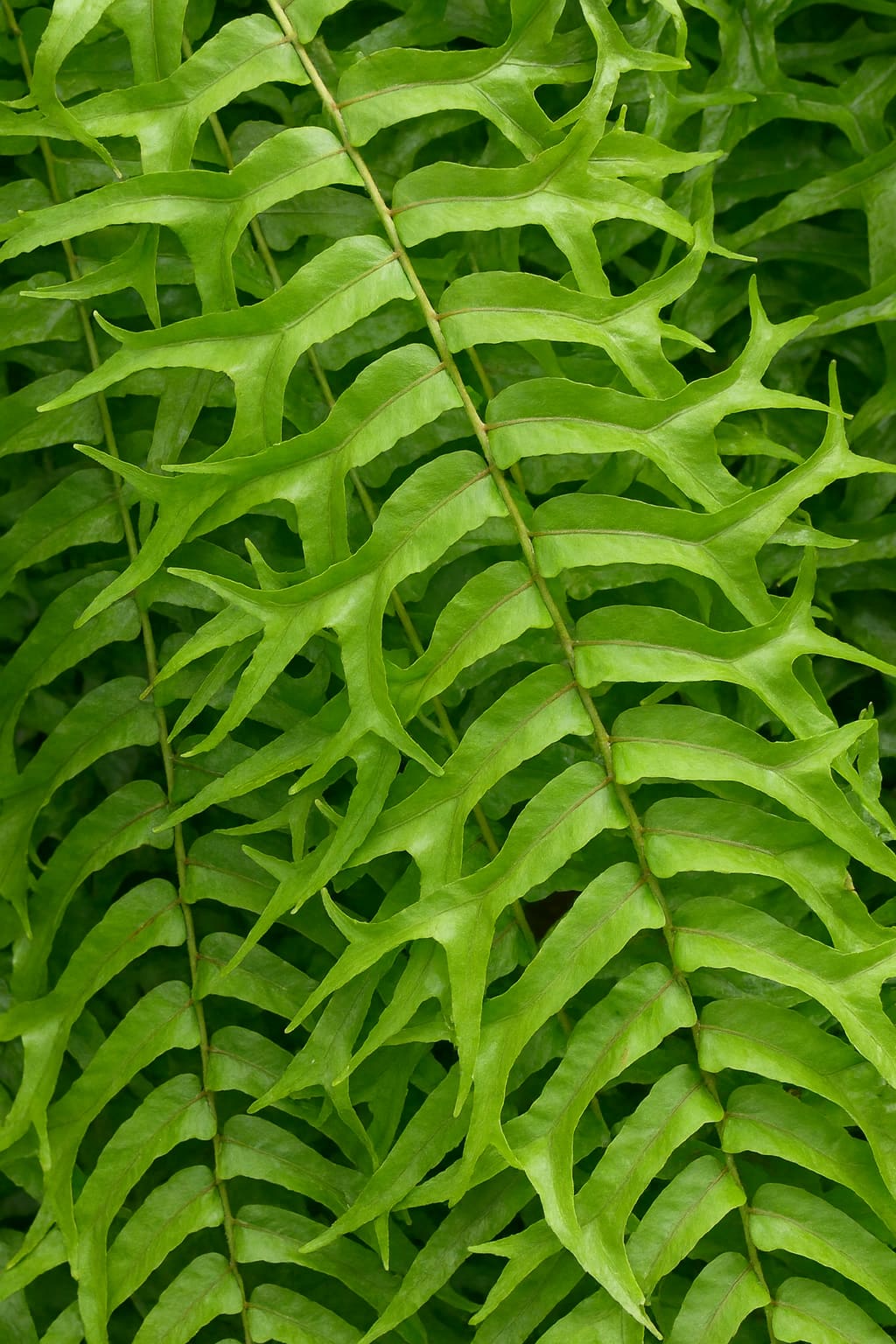 May Flowers Horticulture Installation 11