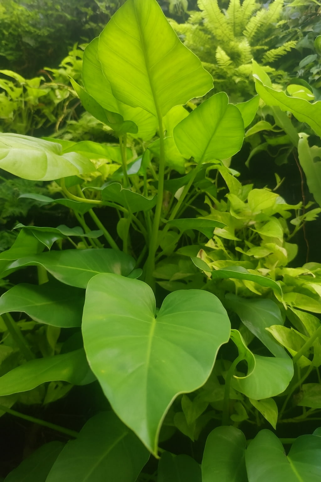 May Flowers Horticulture Installation 17