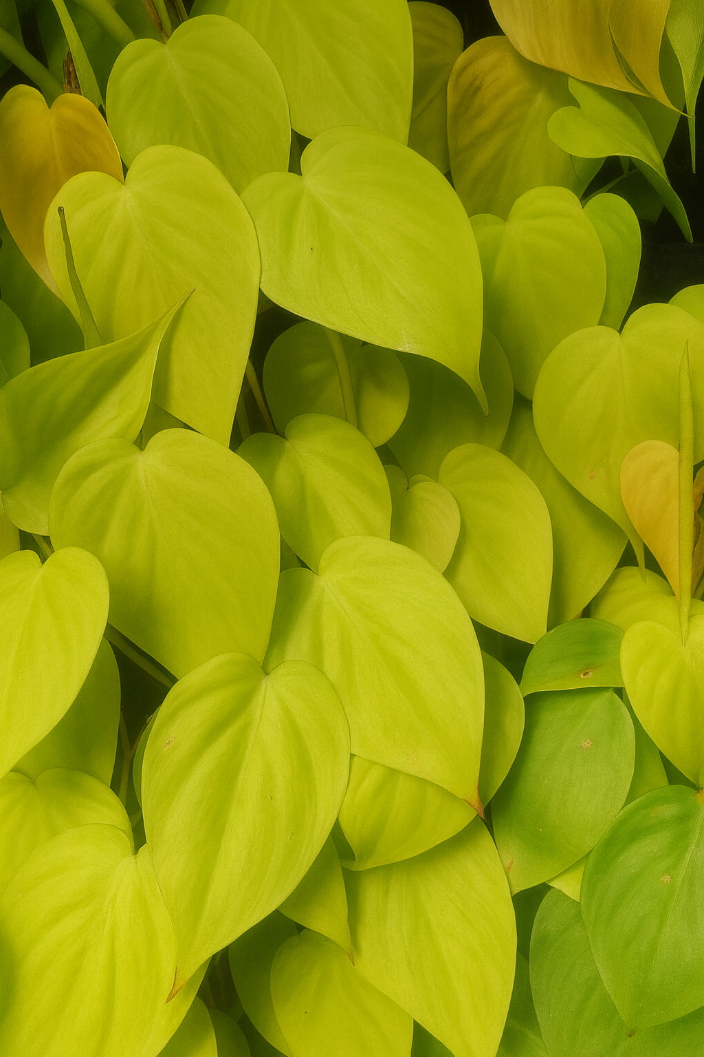 May Flowers Horticulture Installation 18