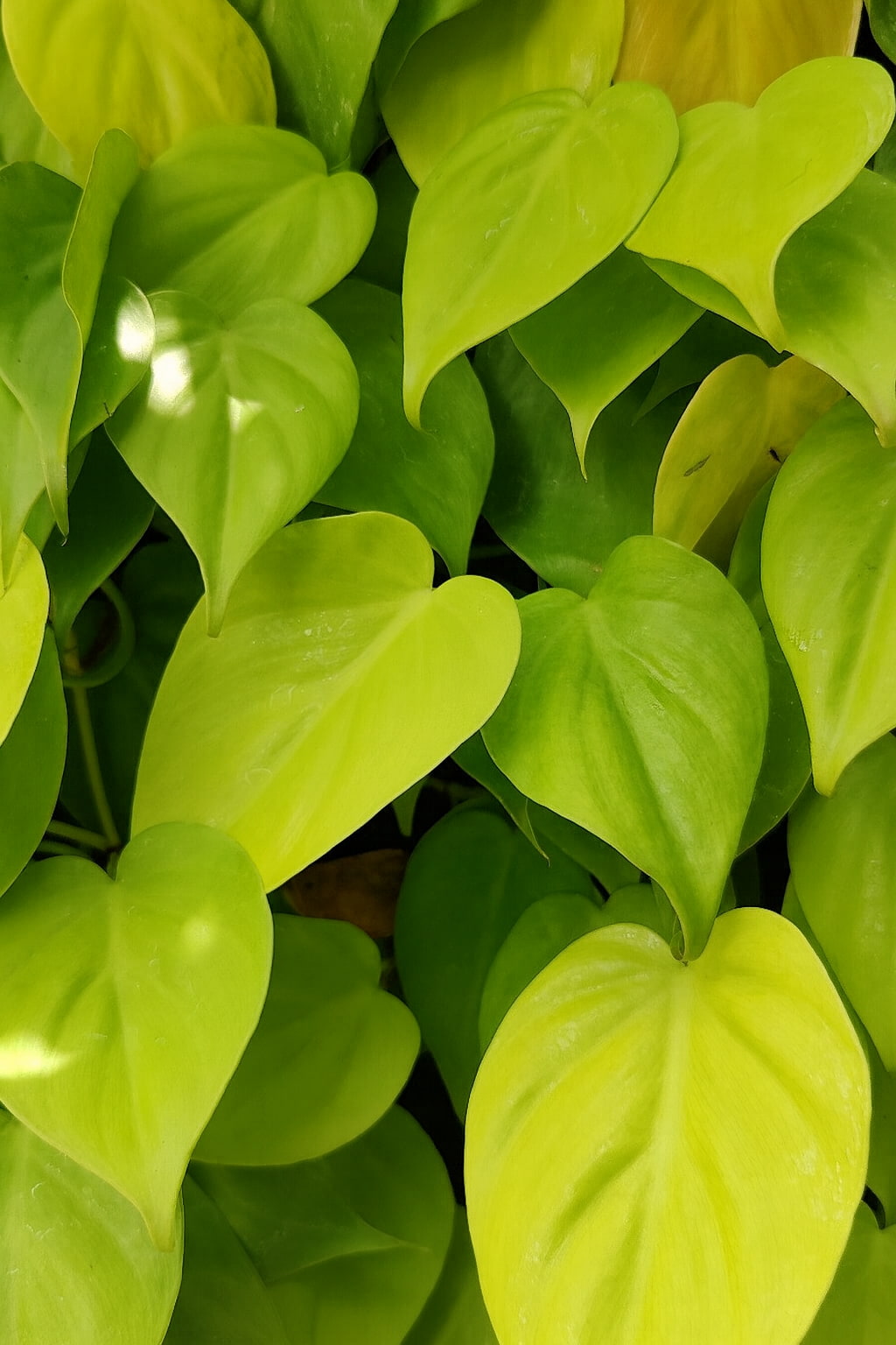 May Flowers Horticulture Installation 22